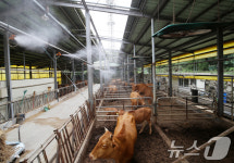 기록적 폭염에 한우농가 쿨링포그 작동