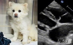 넬동물의료센터, 또 세계 최초 개 감염성 심내막염 수술 성공