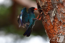 먹잇감 물어주는 파랑새