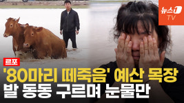 [영상] 아들이 지옥 같다고 울어…역대급 폭우에 6개월 된 축사 쑥대밭