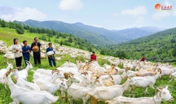 북한 함흥시 청년염소목장 모습