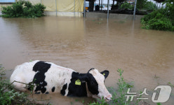 괴물 폭우에 쌀·수박·양계농가 역대급 피해…밥상물가 비상