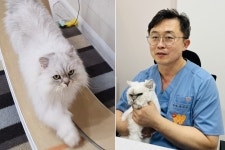 관절염 고양이가 캣휠 달려…동물농장 수의사가 전하는 감동의 순간