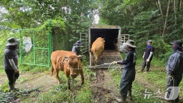 폭우로 소도 떠내려 왔다…진주 진양호서 소 3마리 구조