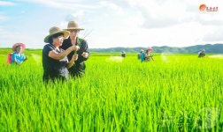 北, 논벼 비배관리 강조…금천군 문명농장 조명