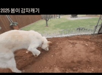 감자도 캐는 댕댕이?…진돗개 봄이의 야무진 밭일 실력