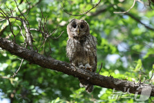 자연으로 돌아간 올빼미