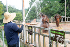 시원하다 광주 우치동물원 코끼리 샤워