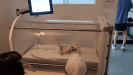 종양 치료 등 활용…사라양한방동물병원, 고압산소치료기 도입