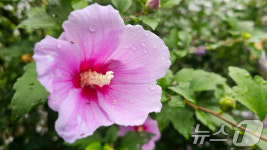 광복절 앞두고 꽃망울 터뜨린 무궁화