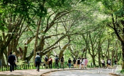 초록 숲길서 힐링하세요…여름 품은 화양구곡 인기