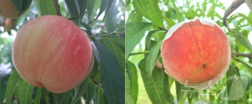 경북도, 프리미엄 대과형 복숭아 은백·스위트하백 농가 보급 확대