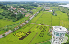 논에 그린 대형 뚱랑이