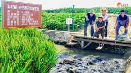북한 삼지강농장 군 후방기지 경험 본받아 농판 양어에 성과 거둬
