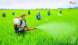 北, 금천채소농장 조명…논·벼 비배관리 과학적으로