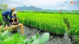 北 남포시, 논판양어 광범위 전개…보산농장 보여주기 사업 실시