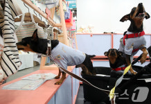 멍멍! 이 옷 맘에 들어요