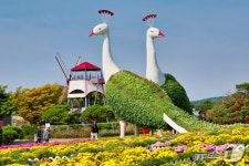 ‘태안 가을꽃박람회’ 19일 남면 네이처월드서 개막