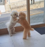 반복재생 아님…보호자 팔뚝 운동 시켜주는 효견 소망