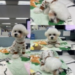 반복재생 아님…보호자 팔뚝 운동 시켜주는 효견 소망