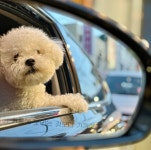 반복재생 아님…보호자 팔뚝 운동 시켜주는 효견 소망