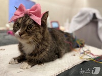 CVA와 함께 합니다…부산 더본동물한방재활센터, 침치료 주목