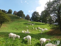 전북도 방목생태축산농장 신규 지정…진안 데미샘꿈그린