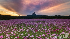 진안 농업기술센터 실증시험포장에 코스모스 활짝