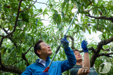 복숭아 농장 방문한 이재명 대통령