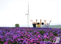 아스타 꽃이 만개한 거창 감악산