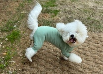 반려동물 눈높이 맞춤 진료…무릎 닳도록 피부만 보는 수의사