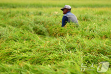 강풍에 쓰러진 벼