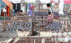 추석 앞두고 생선 건조 분주