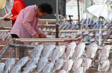 추석 연휴 앞두고 제수용 생선 건조 한창