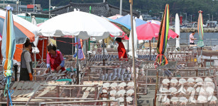 추석 앞두고 제수용 생선 말리는 어촌 마을 풍경