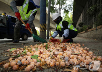 은행나무 열매 수거