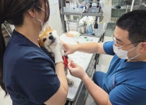 겉으론 건강해 보였는데…반려견 정기검진, 건강 신호등 결과는