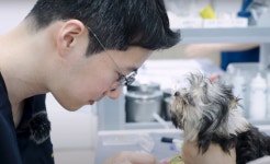 증상 없으면 괜찮을까…반려동물 선천성 심장병 PDA 치료 기준은