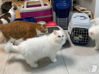 으뜸동물의료센터, 나비야사랑해 후원…벳아너스, 의료봉사 지원