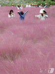 핑크뮬리 활짝