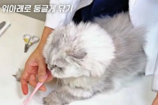 고양이 양치 꿀팁은…권모모의 따뜻한 동물병원 뒤쪽에서 접근
