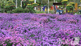 유림공원 물들이는 아름다운 국화