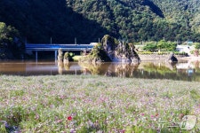 [풍경]단양군 도담삼봉과 어우러진 가을정원…관광객 유혹