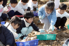 고구마ㆍ땅콩 수확하는 어린이들