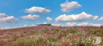 보령 천북, 굴 축제·코스모스로 가을 매력 물씬