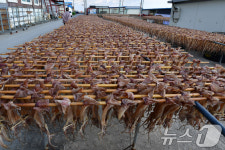 구룡포 오징어 맛보세요