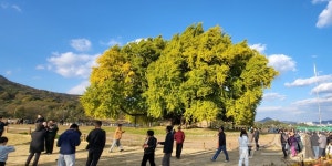 원주 반계리 은행나무 축제 성황