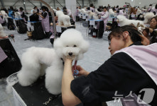 미용대회 참가한 반려동물