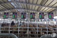 음성축협, 스마트 가축시장 플랫폼 구축…전자 경매 전환