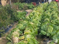 보급품 지원도 없어…음성 대소면 화학물질 누출 피해 늘어